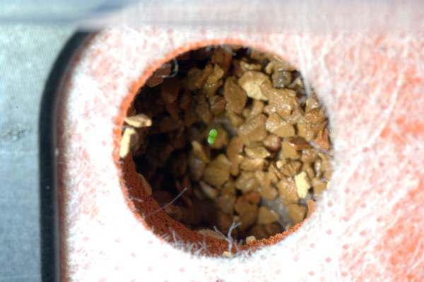 we-have-a-little-plant_5467510749_o.jpg
